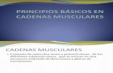 Principios Básicos en Cadenas Musculares