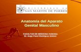 Anatomia Del Aparato Genital Masculino