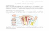 Anatomia y Fisiologia Renal Para Enfermeras