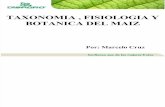 Taxonomia Fisiologia y Botanica Del Maiz