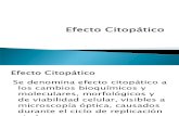 efecto citopatico