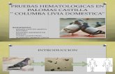 Pruebas Hematologicas en Palomas Castilla ‘’ Columba Livia