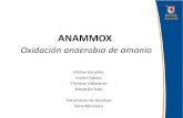 ANAMMOX (Oxidación anaerobia de amonio)