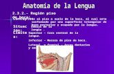 Aparato Bucal, Anatomia de La Lengua