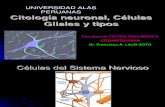 Citologia Neuronal- Neuroglia