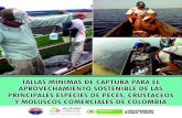Tallas mínimas de captura de las principales especies de peces, crustáceos y moluscos comerciales de Colombia-2013