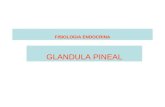 Fisiologia de La Glandula Pineal