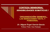 CORTEZA SENSORIAL, SENSACIONES SOMÁTICAS I, DERMATOMAS - copia 2 (2).pdf