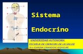 Clase Endocrino i y II