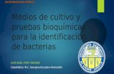 Medios de cultivo y pruebas bioquímicas para la identificación de bacterias-LUIS RAUL RIOS MADRID