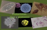 Protoctistas Algas y Protozoos