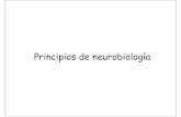 Neuro Biolog i A