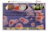 Estandarización de Técnicas de diagnóstico  de bacterias en semilla de papa