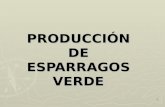 PROCESOS DE PRODUCCIÓN DE ESPARRAGOS