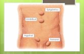 Anatomía de la pared abdominal y hernias.