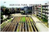Agricultura Urbana Grupo 2
