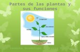 Partes de Las Plantas y Sus Funciones