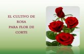 68588028 El Cultivo de Rosas