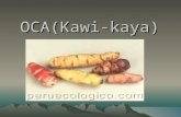 OCA(Kawi Kaya)