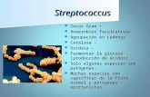 EStreptococo - estafilococos-