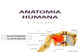 Anatomia Clase 2