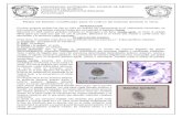 Medio de Keister Modificado Para El Cultivo de Giardia Lamblia in Vitro ULTIMO