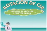 DISTOPIA TESTICULAR Y CRIPTORQUIDEA sn.ppt
