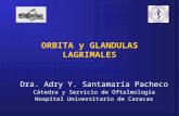 ORBITA Y GLANDULAS LAGRIMALES.ppt