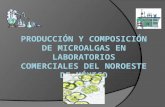 PRODUCCIÓN Y COMPOSICIÓN DE MICROALGAS EN LABORATORIOS