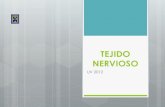Clase 18 - Tejido Nervioso