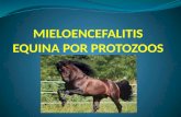 Mieloencefalitis Equina Por Protozoos