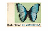 Mariposas de Venezuela