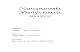 Gomez e, Neuroanatomia - Neurofisiologia (Apuntes)