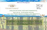 Importancia, estadística y clasificación de bosques Guatemala