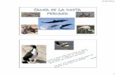 Fauna de La Costa Peruana
