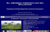 Genero Ceroxylon