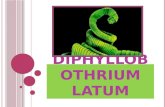 Diphyllobothrium Latum