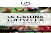La Gallina Criolla Colombiana