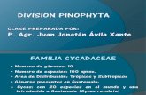División Pinophyta