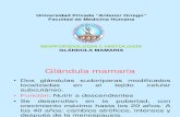 Histologia de La Glandula Mamaria