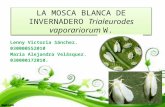 La Mosca Blanca de Invernadero Trialeurodes Vaporariorum w