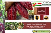 Funredagro Cacao Boyaca