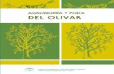 Agronomia y Poda Del Olivar