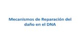 Mecanismos de Reparación del daño en el DNA 2013
