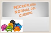 Microflora Normal Del Cuerpo 97-2003