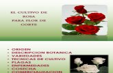 68588028 El Cultivo de Rosas