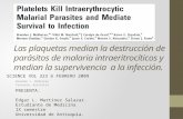 Las plaquetas median la destrucción de parásitos de malaria intraeritrocíticos y median la supervivencia  a la infección.
