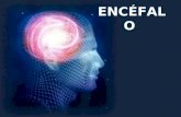 El Encéfalo: descripción y características principales.