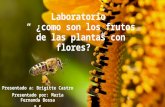 Laboratorio "Como son los frutos de las plantas con flores"