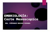 EMBRIOLOGÍA BUCOMAXILOFACIAL Y CORTE MESOSCOPICO
